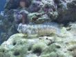 Blenny.jpg